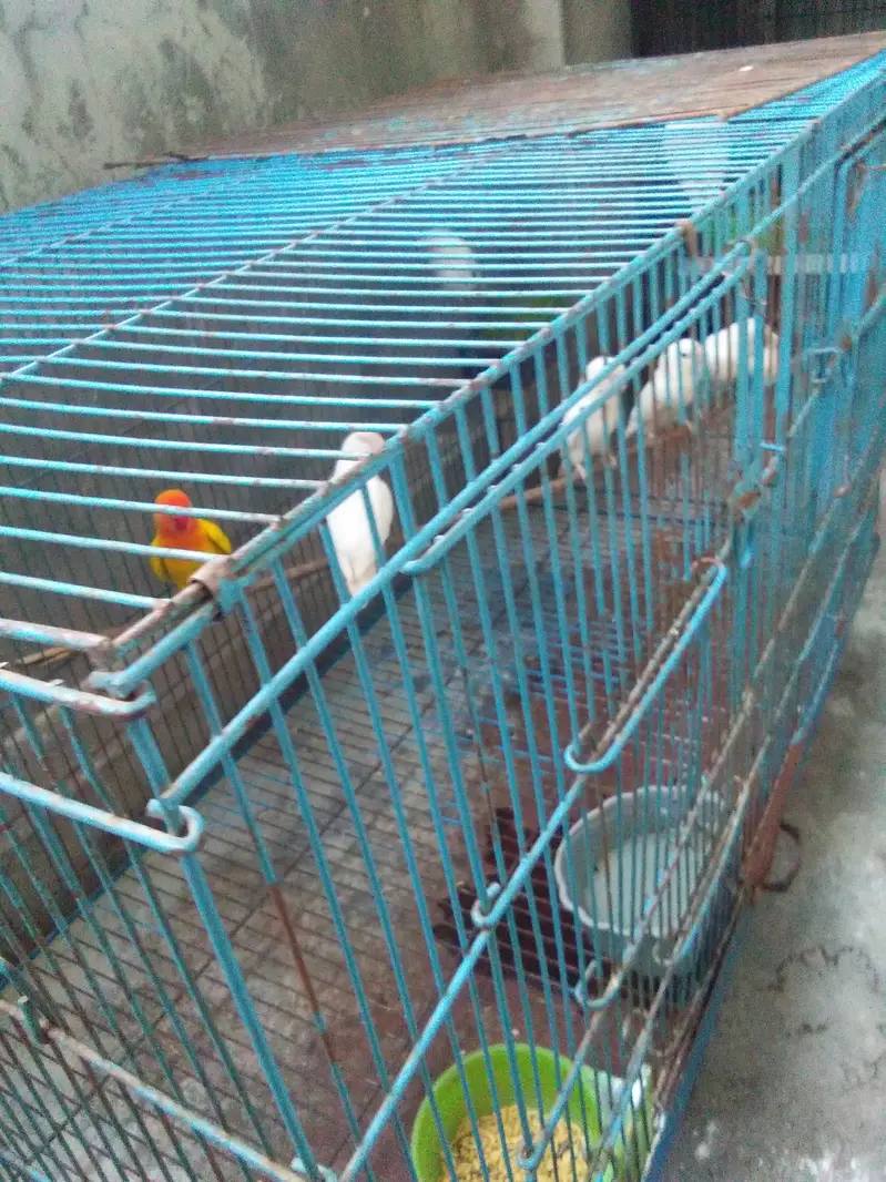 love bird  albino black eye 8 peics  with 2 big cages — photo 4