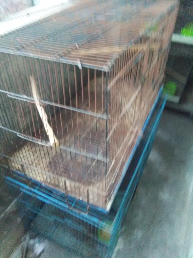 love bird  albino black eye 8 peics  with 2 big cages — photo 5