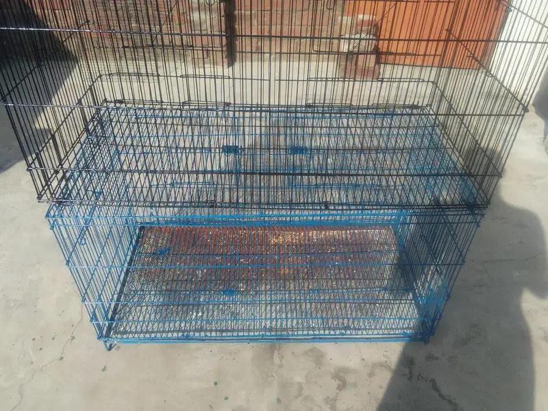 love bird  albino black eye 8 peics  with 2 big cages — photo 6
