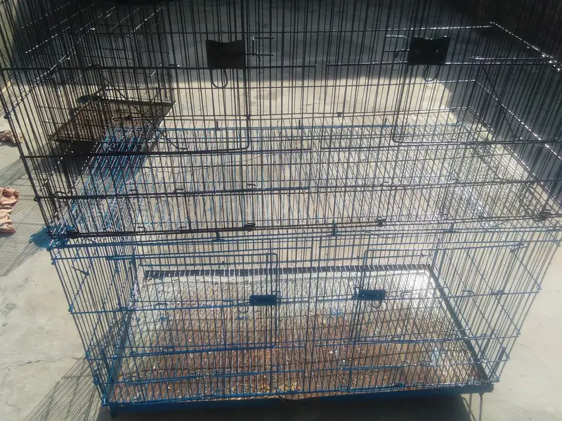 love bird  albino black eye 8 peics  with 2 big cages — photo 7