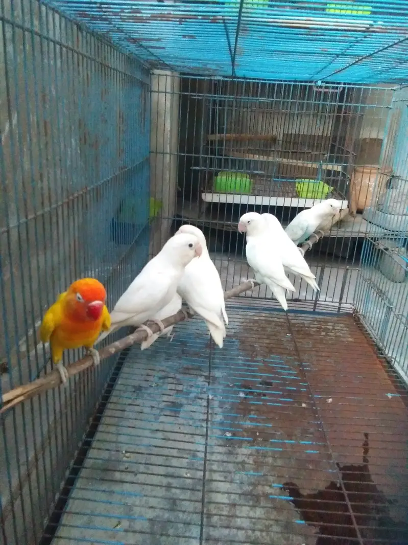 love bird  albino black eye 8 peics  with 2 big cages — photo 9