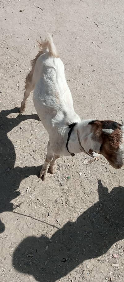 bakra