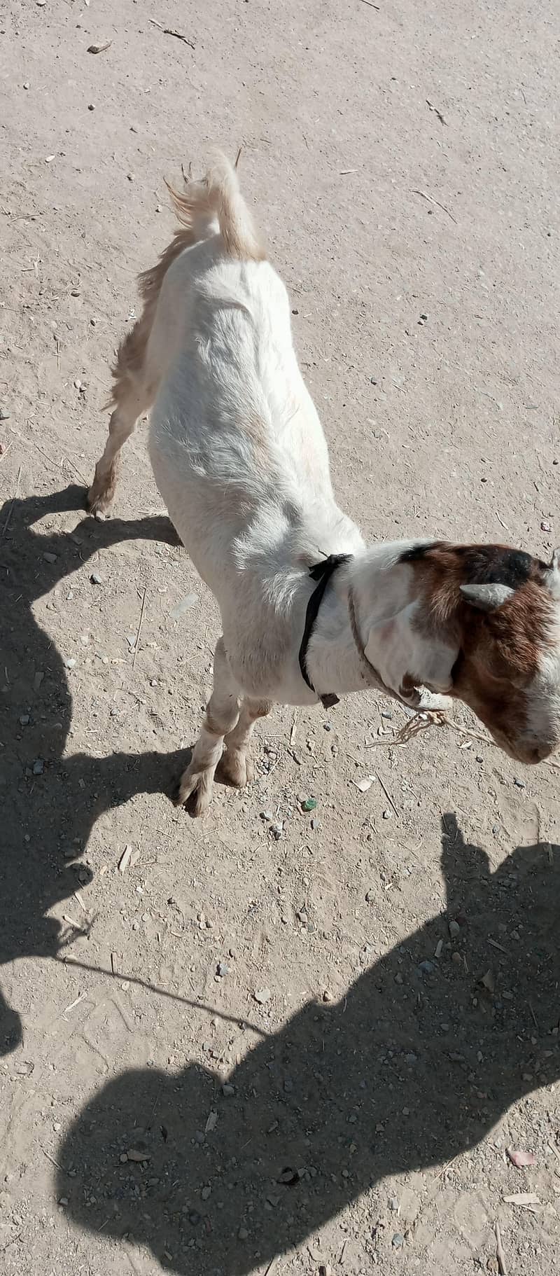 bakra 0