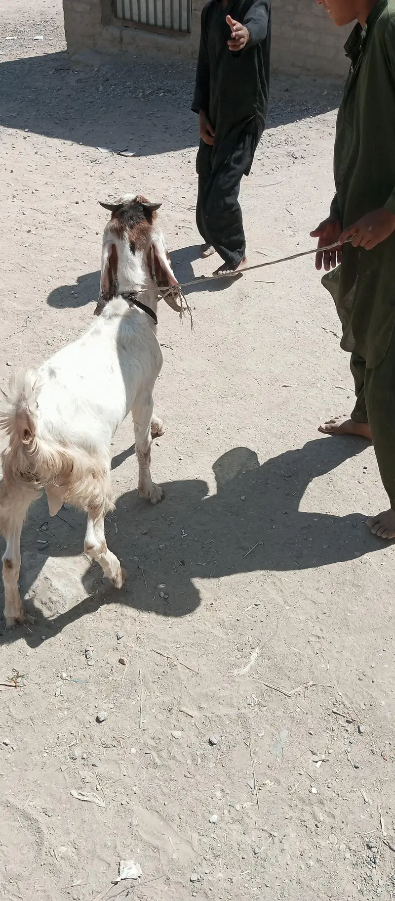 bakra — photo 2