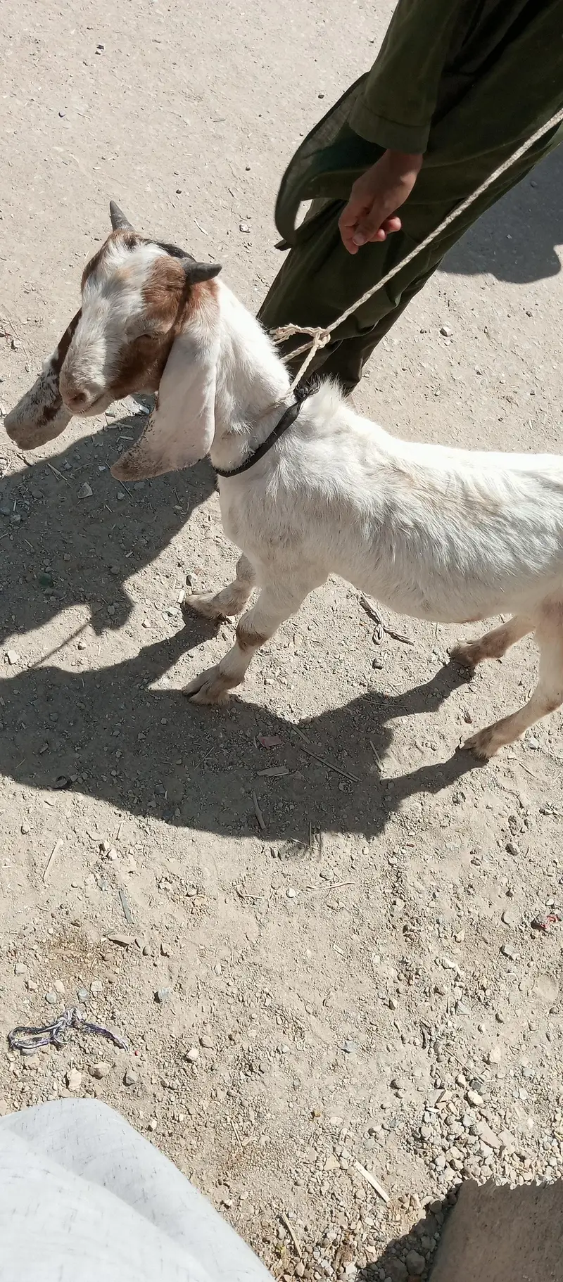 bakra — photo 3
