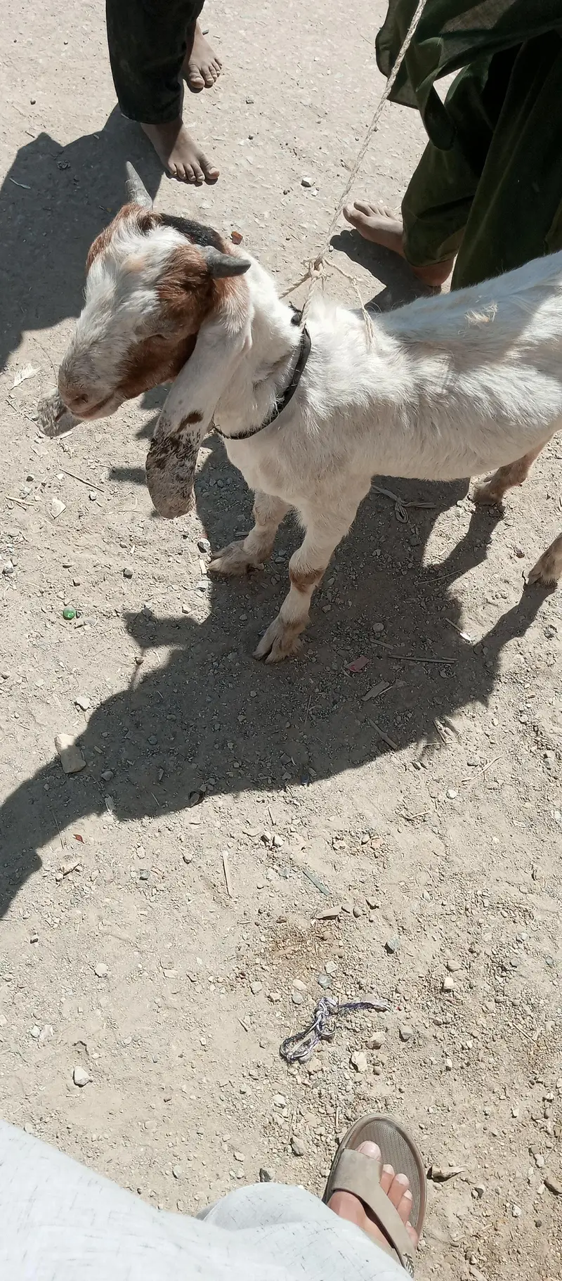 bakra — photo 4