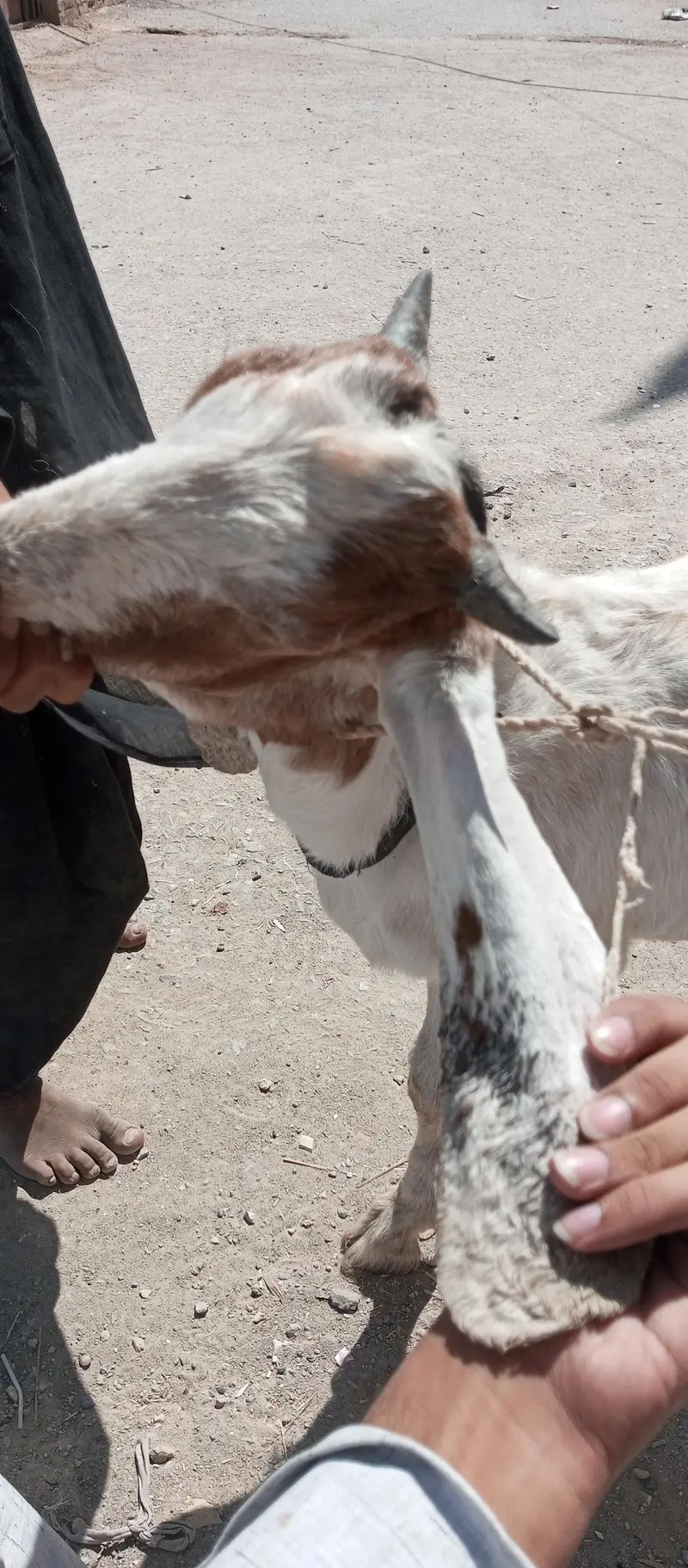 bakra — photo 5