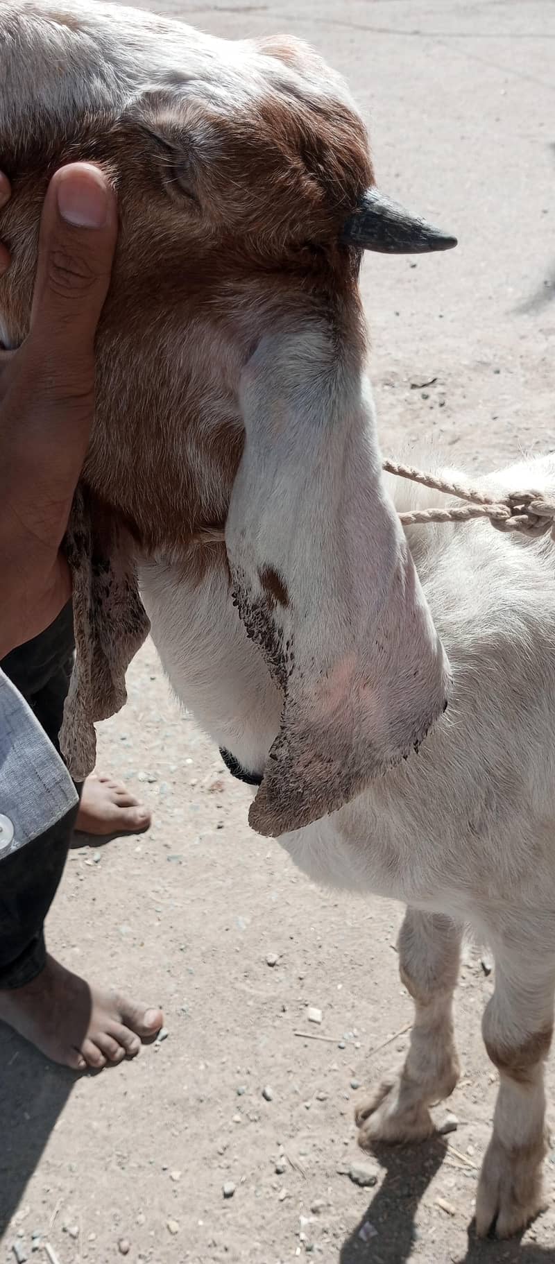 bakra 5