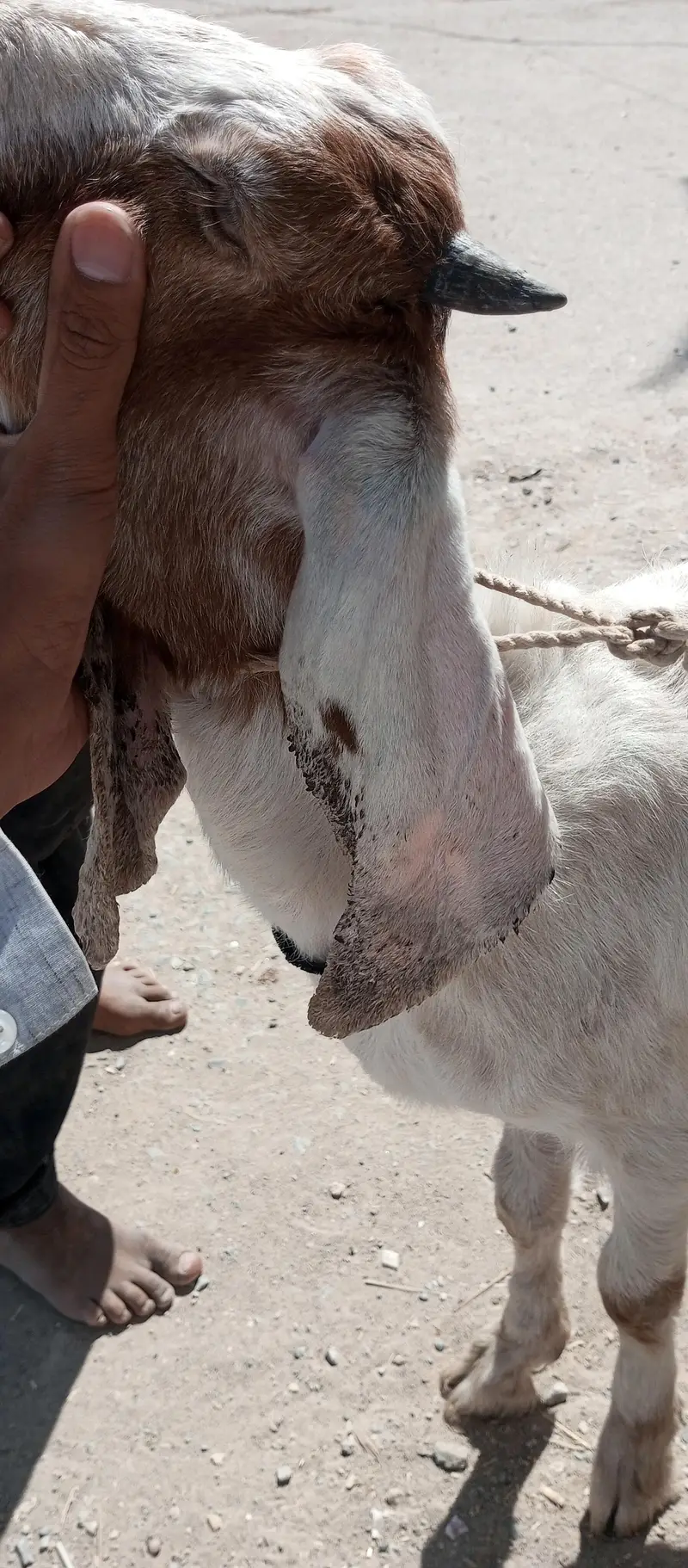 bakra — photo 6