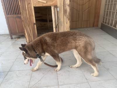 5-month Female Siberian Husky for sale