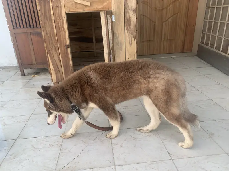 5-month Female Siberian Husky for sale — photo 2