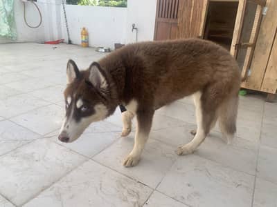 5-month Female Siberian Husky for sale