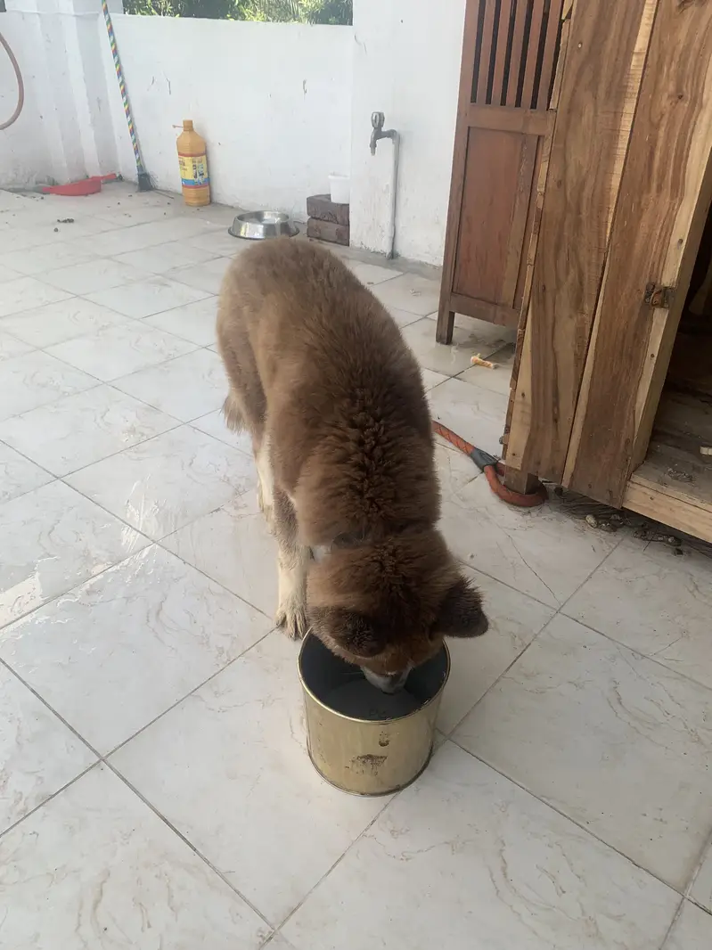 5-month Female Siberian Husky for sale — photo 3