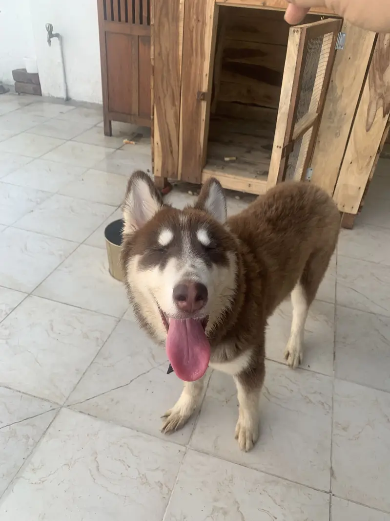 5-month Female Siberian Husky for sale — photo 4