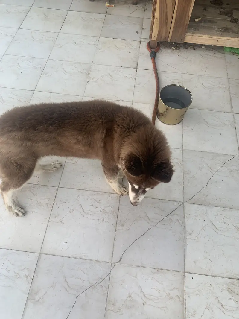 5-month Female Siberian Husky for sale — photo 5