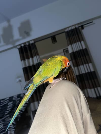Sun conure