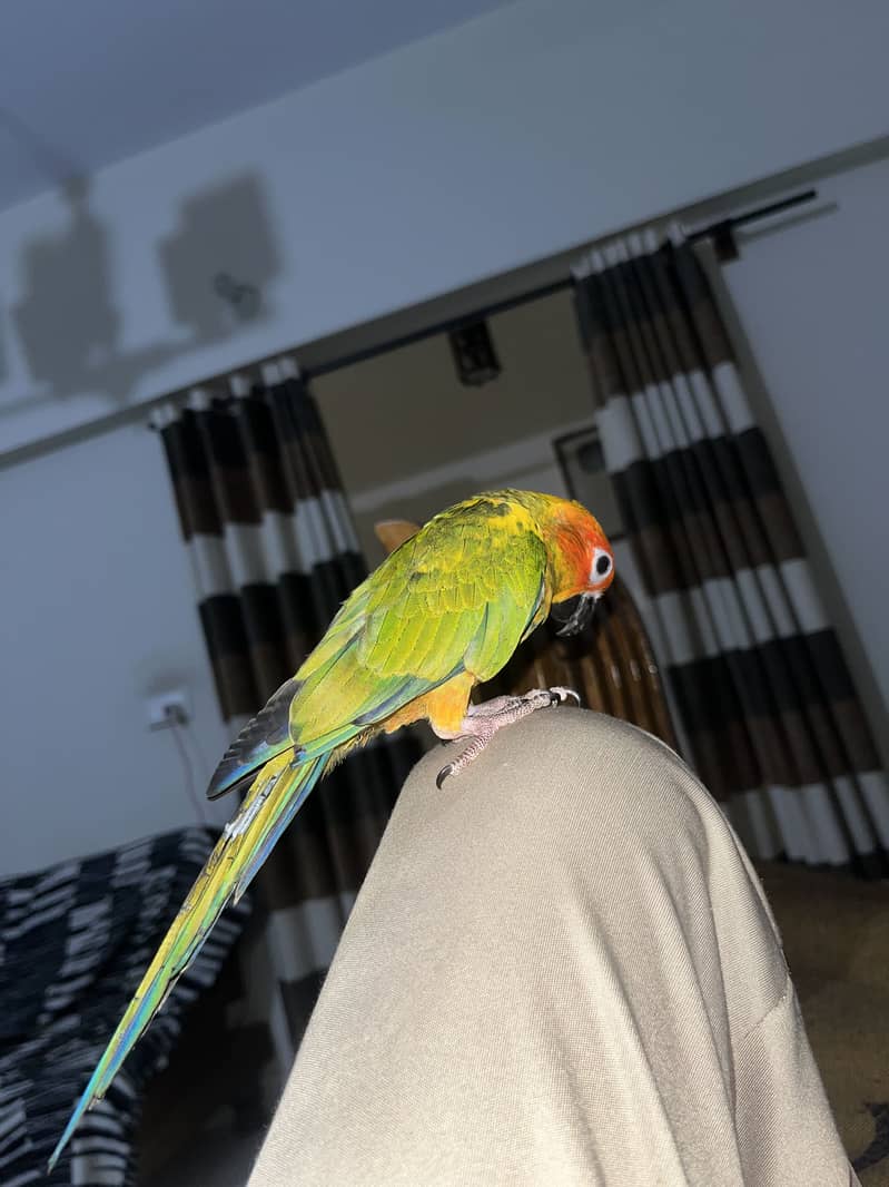 Sun conure 0