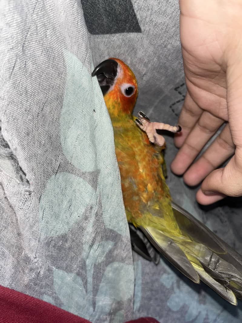 Sun conure 1