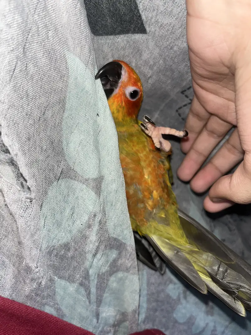 Sun conure — photo 2