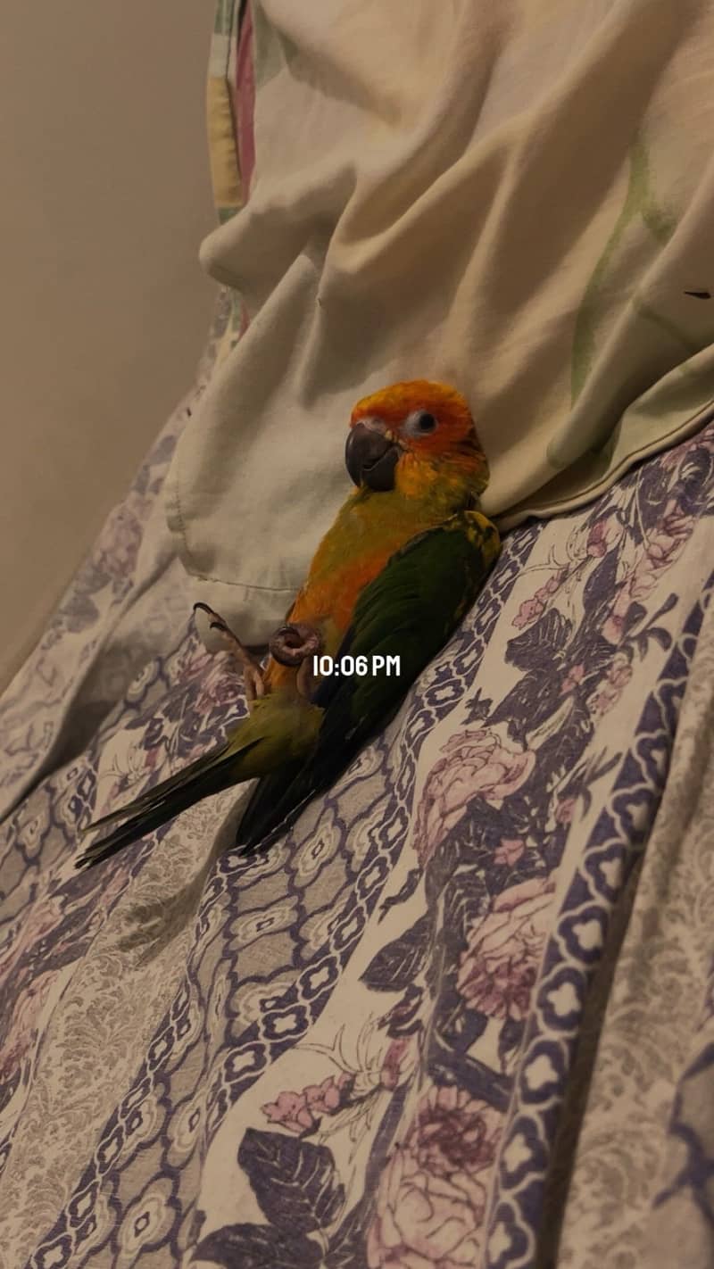 Sun conure 2