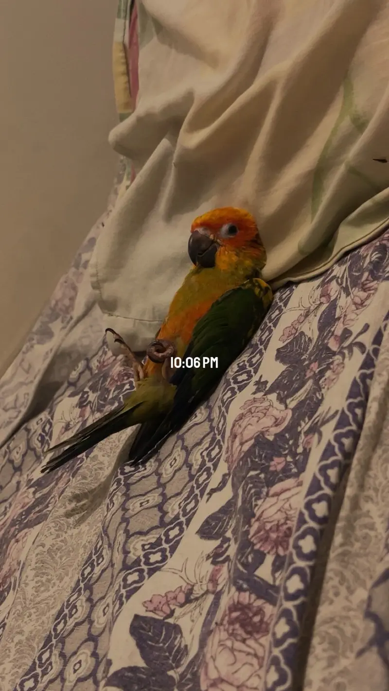 Sun conure — photo 3