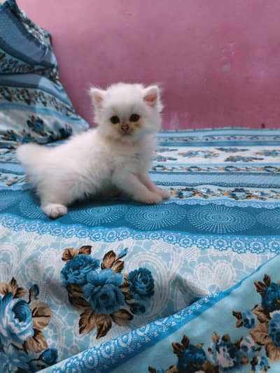 Pure Persian Kittens Available - Ultra Cute & Fluffy