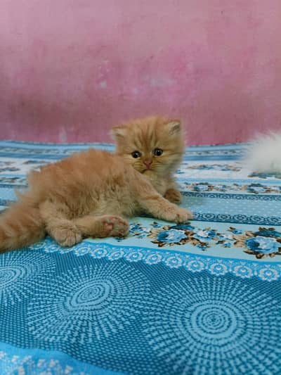 Pure Persian Kittens Available - Ultra Cute & Fluffy