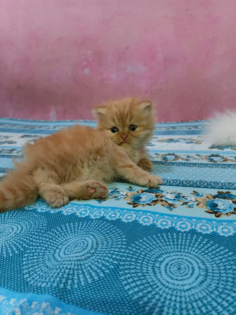 Pure Persian Kittens Available - Ultra Cute & Fluffy — photo 2