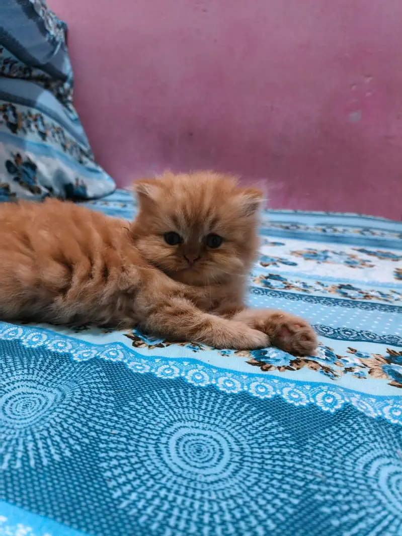 Pure Persian Kittens Available - Ultra Cute & Fluffy — photo 3