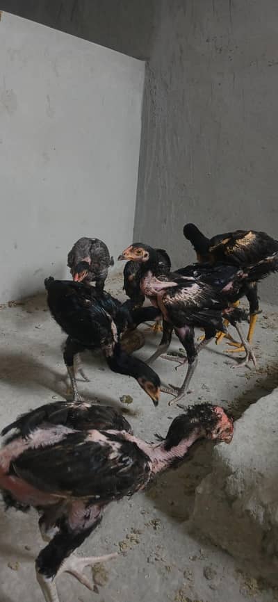 Aseel chick's