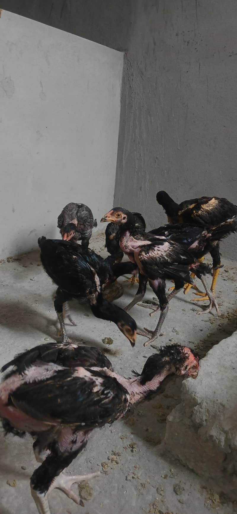Aseel chick's 0