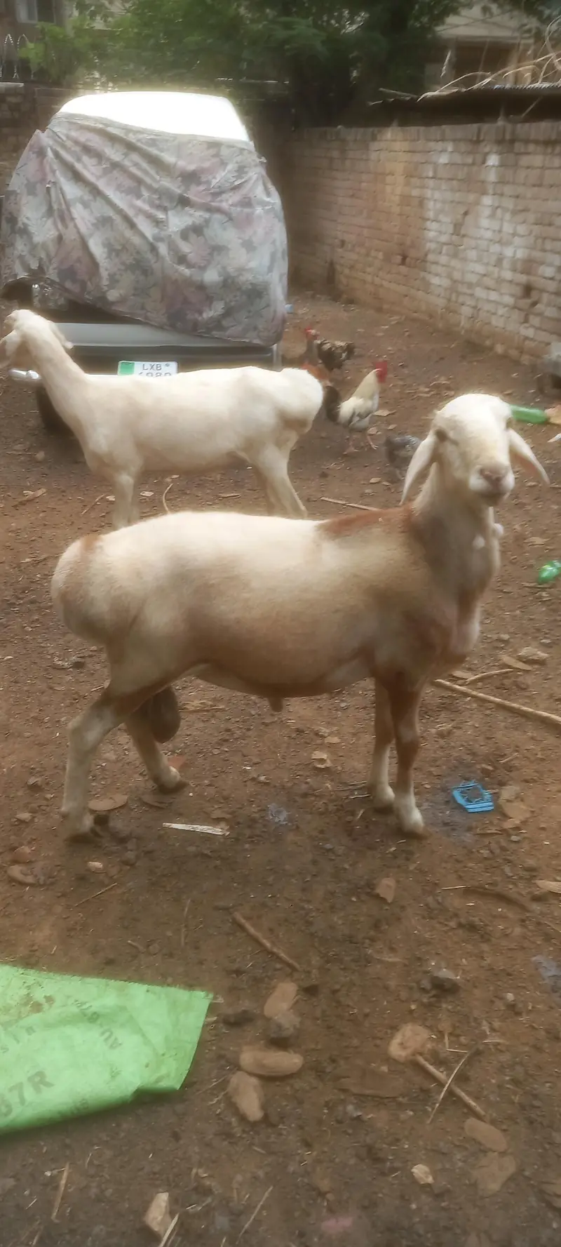Sheep Male for sale — photo 2