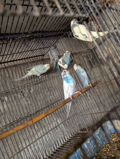 budgie's and love bird pairs