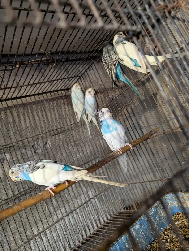 budgie's and love bird pairs — photo 2