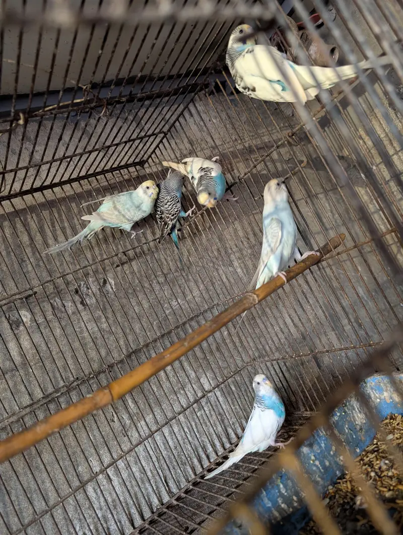 budgie's and love bird pairs — photo 3