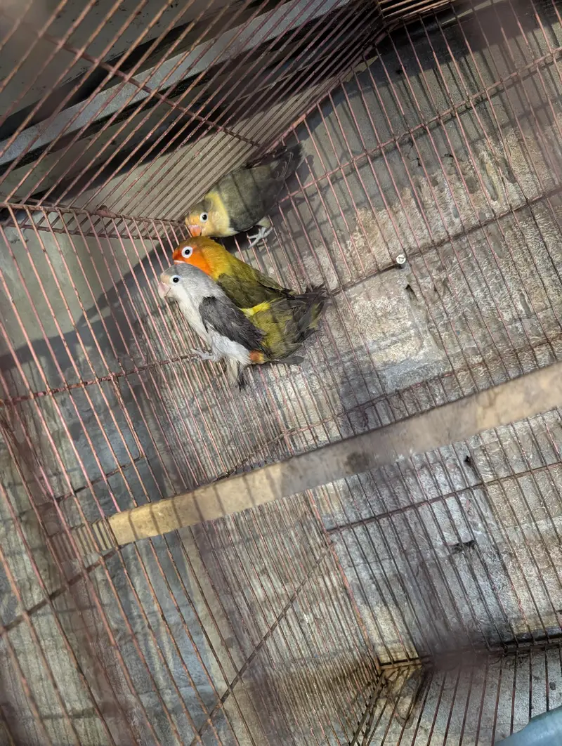 budgie's and love bird pairs — photo 4