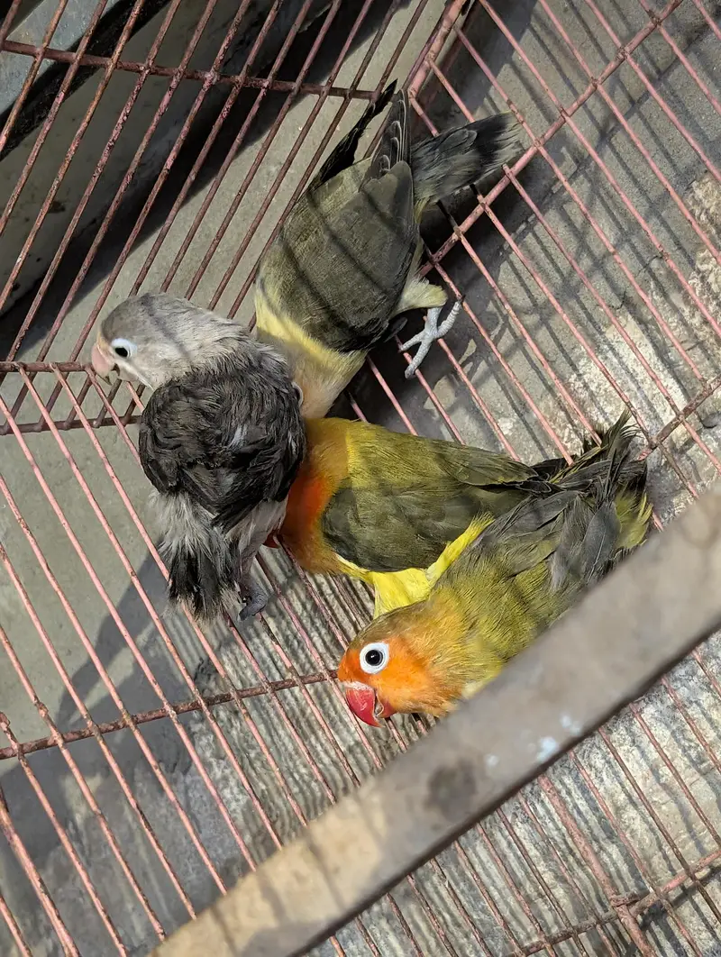 budgie's and love bird pairs — photo 5
