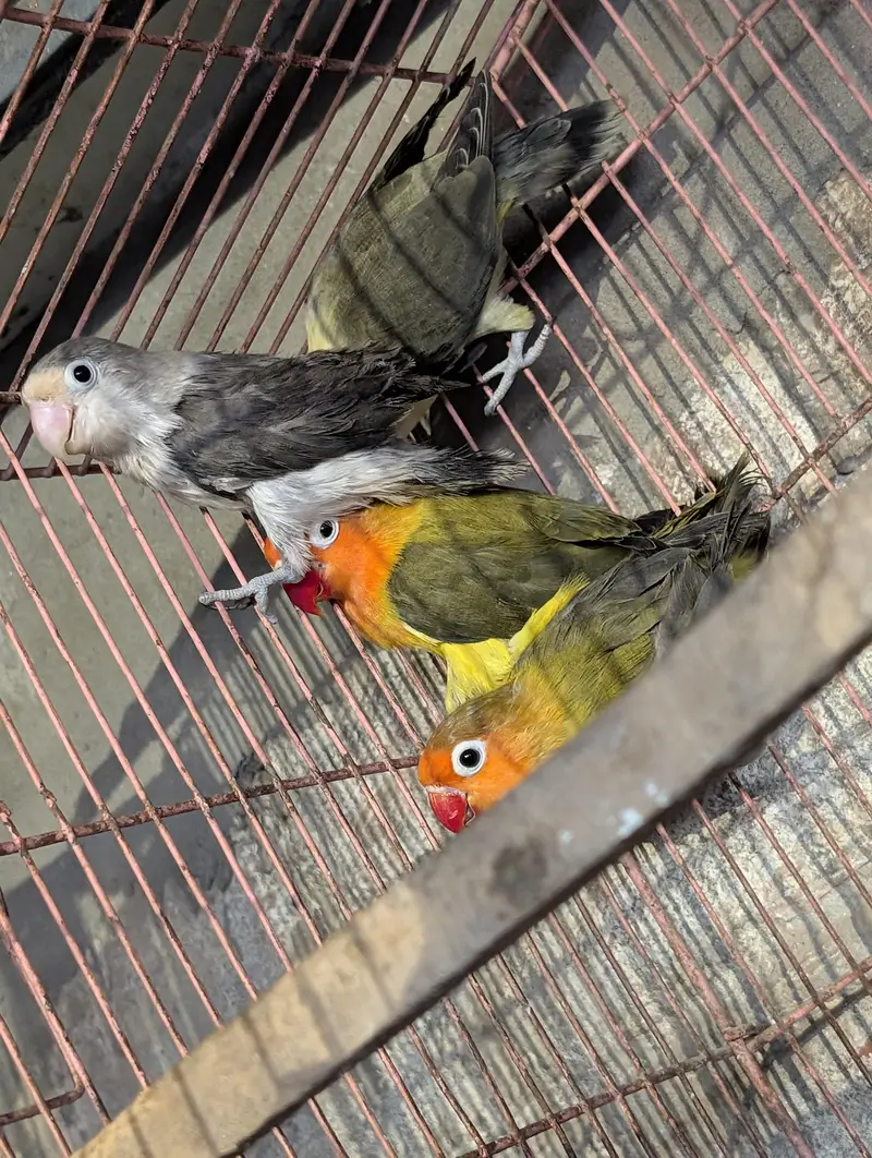 budgie's and love bird pairs — photo 6