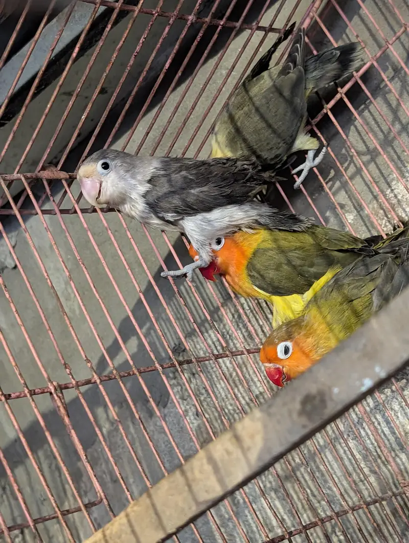 budgie's and love bird pairs — photo 7