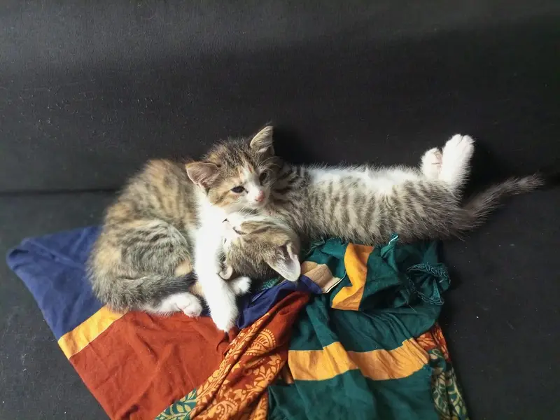 Cute kitten. . . — photo 2