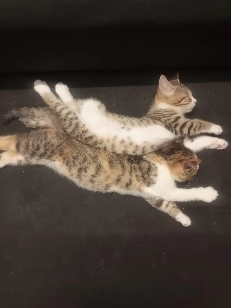 Cute kitten. . . — photo 3