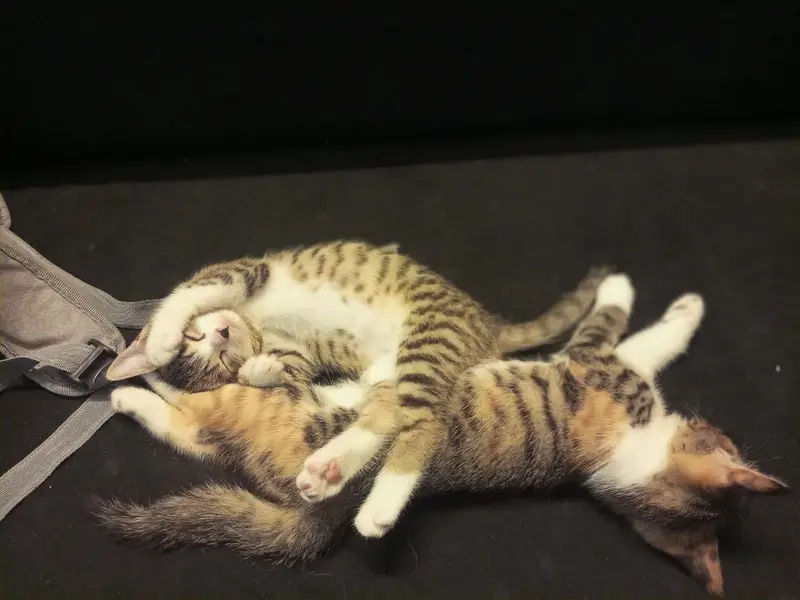 Cute kitten. . . — photo 4