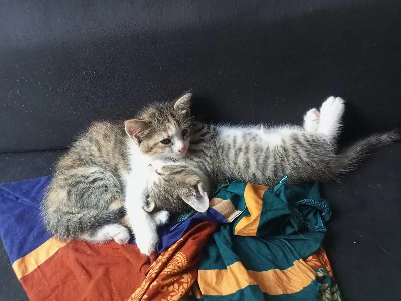 Cute kitten. . . — photo 6