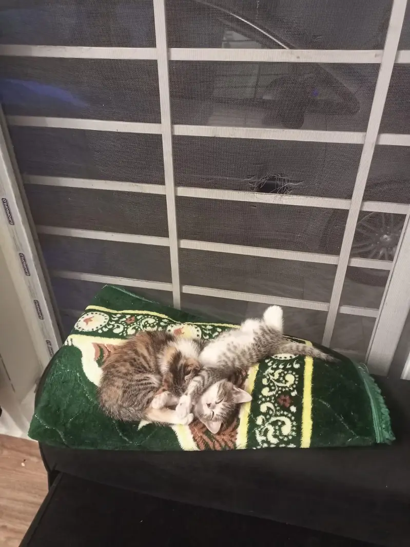 Cute kitten. . . — photo 7