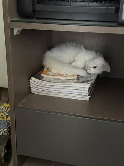 Cat for sale