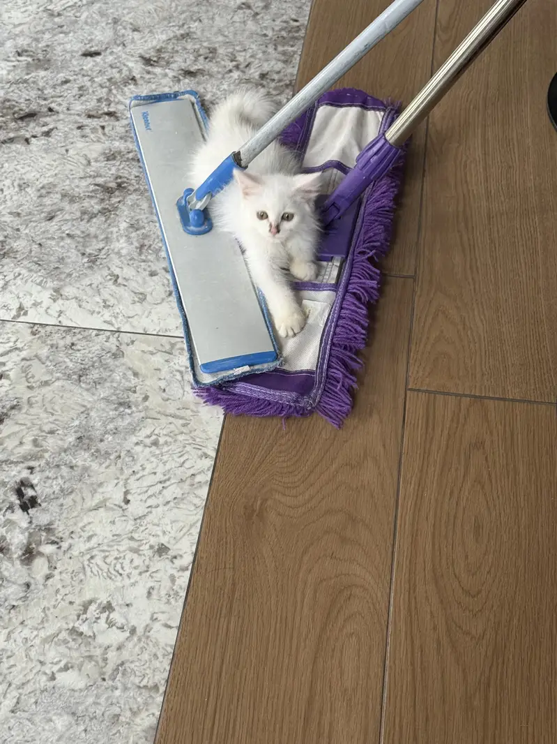 Cat for sale — photo 2