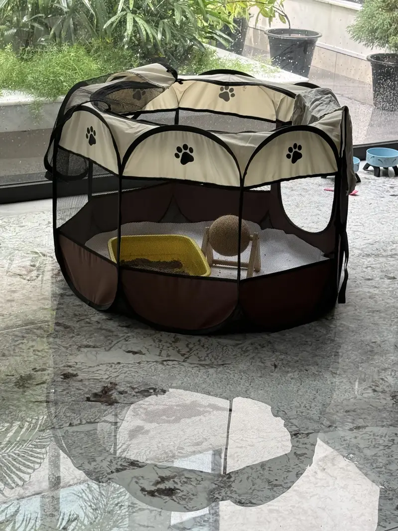 Cat for sale — photo 4