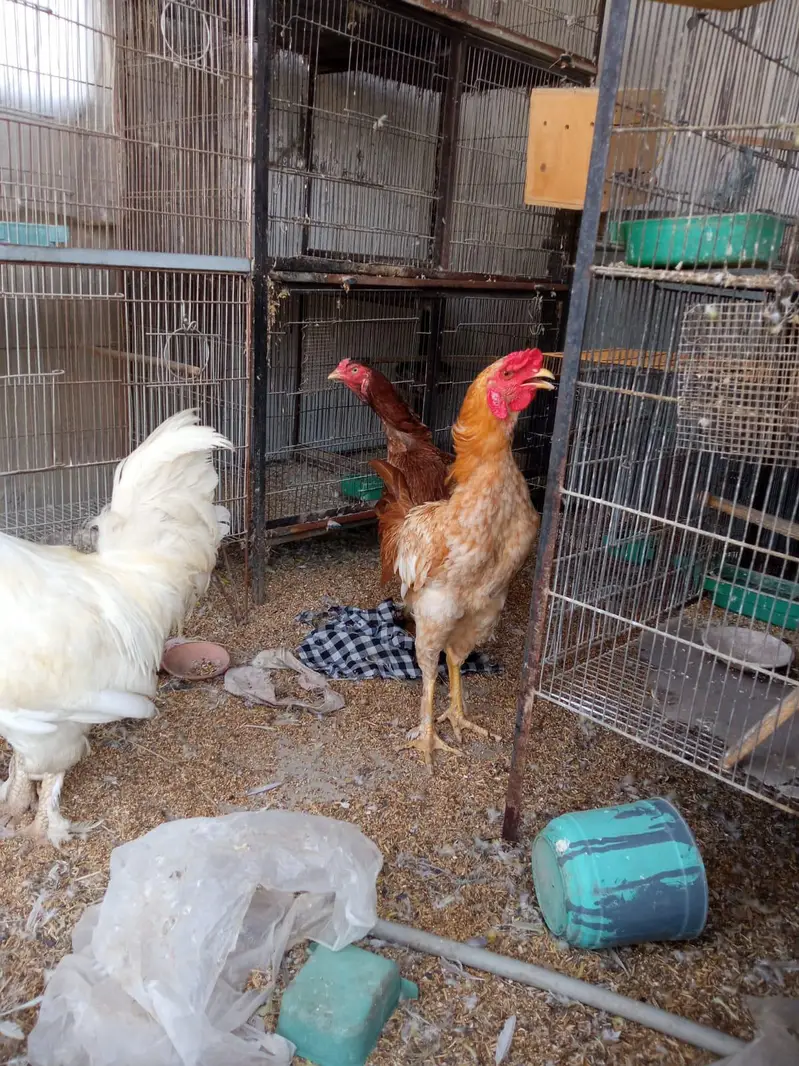 White buff and aseel — photo 2