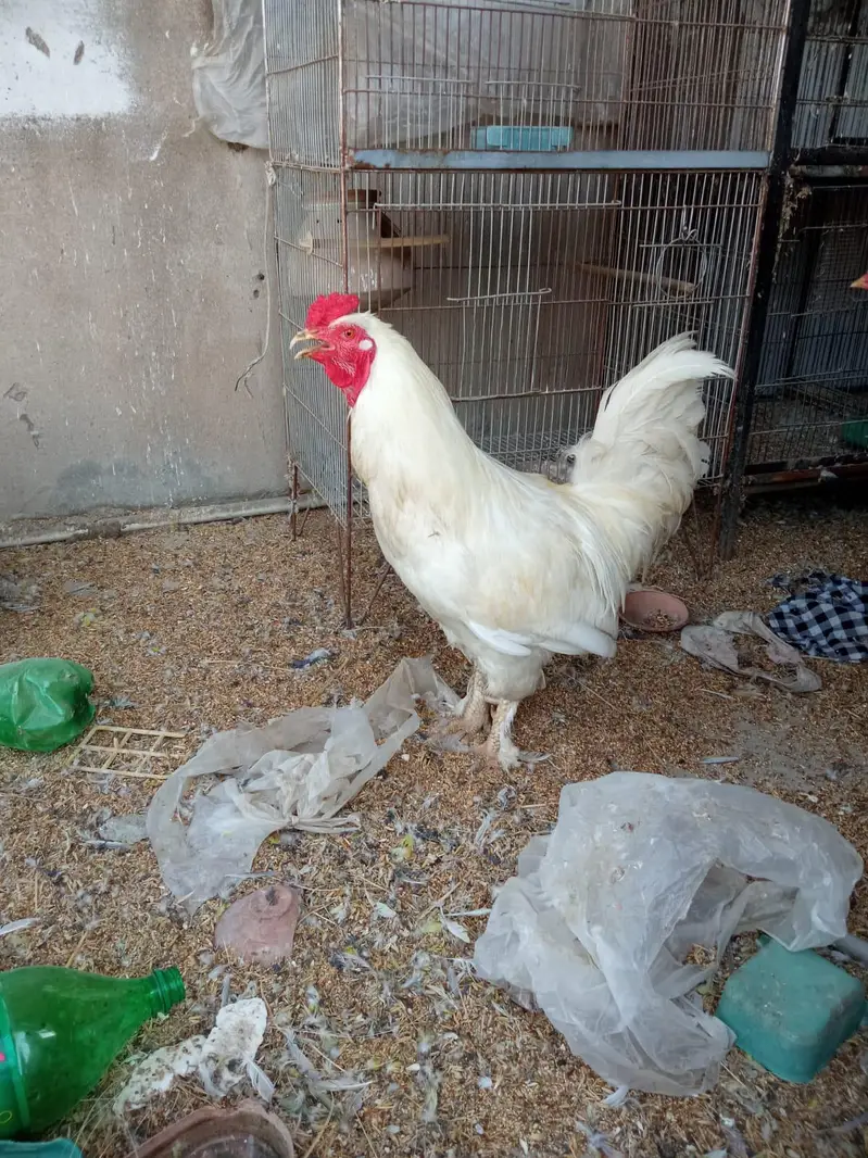 White buff and aseel — photo 5