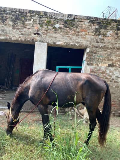 Urgent horse for sale age 4 year hight 59+